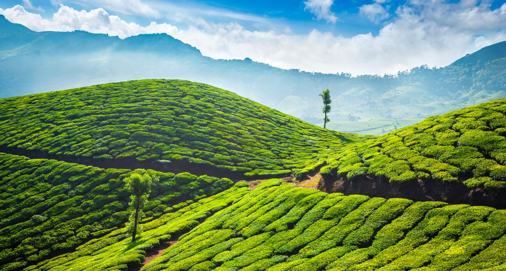 Munnar Tour Packages ₹3,500 | Best Places & 3 Day Plan