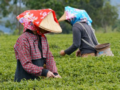 Explore Darjeeling & Gangtok