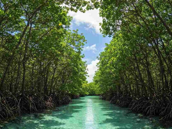 Andaman with Baratang