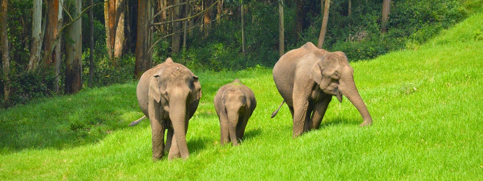 ervakulam national park