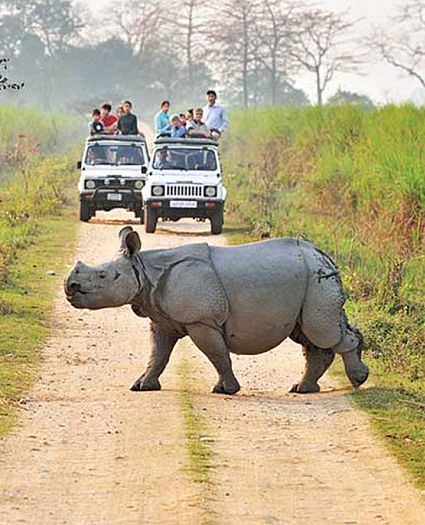 Kaziranga