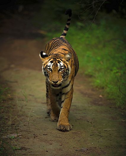 Ranthambore