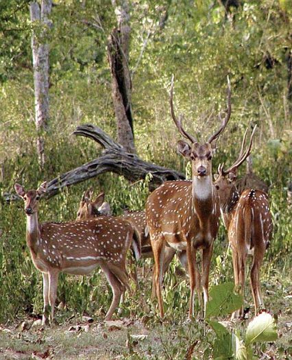Bandipur