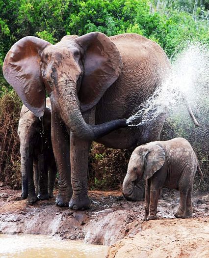 Thekkady