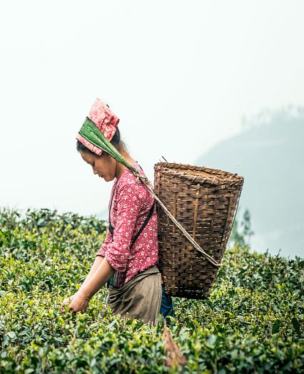 Darjeeling