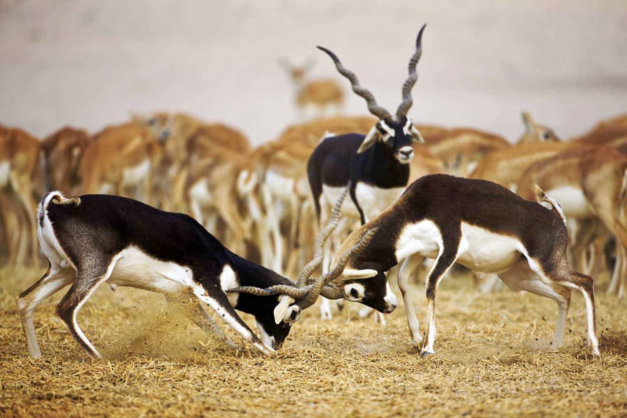 bishnoi wildlife rajasthan